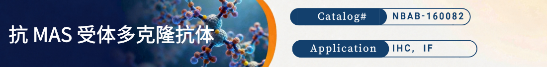 抗MAS Receptor抗体