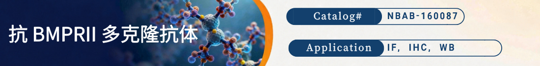 抗MouseBMPRII抗体 | Anti-BMPRII Polyclonal Antibody