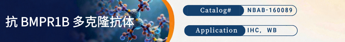 抗BMPR1B抗体