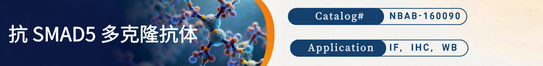 抗SMAD5抗体
