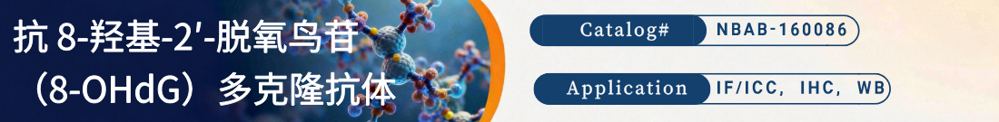 抗8-OHdG抗体