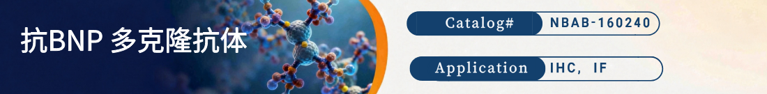 抗BNP 多克隆抗体