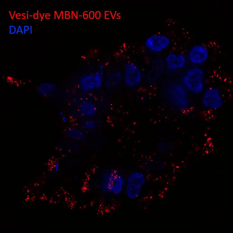 Cell uptake assays