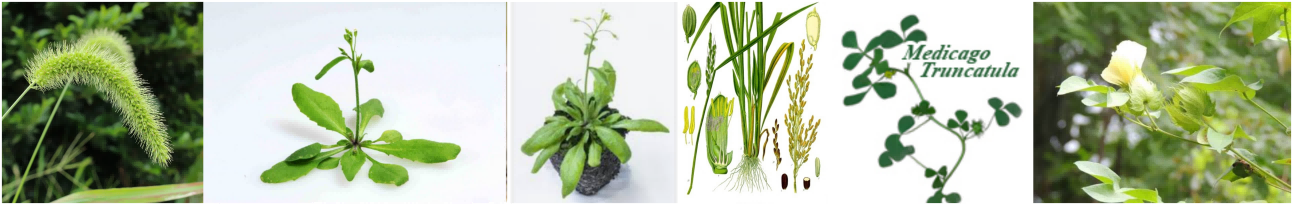 多类植物抗体