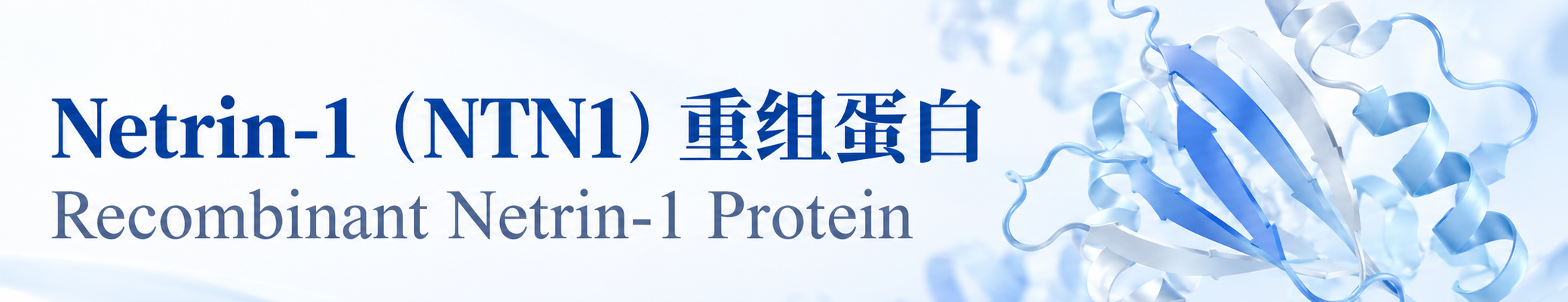 Netrin-1（NTN1）重组蛋白