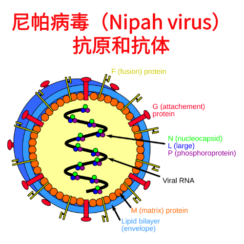 尼帕病毒（Nipah virus）全套研究工具