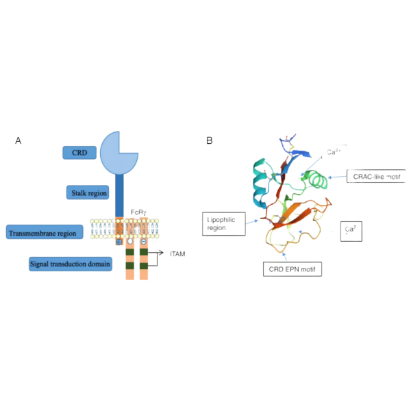 重组小鼠MINCLE蛋白 | Recombinant Mouse MINCLE, 65-214aa, His-tag