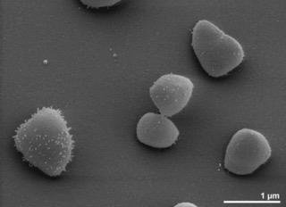 Porcine Circovirus (PCV).jpeg
