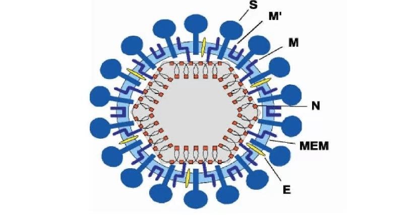 Porcine Epidemic Diarrhea Virus.jpeg