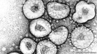 Porcine Epidemic Diarrhea Virus.jpeg