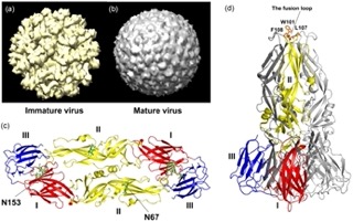 Zika Virus (ZIKV).jpeg