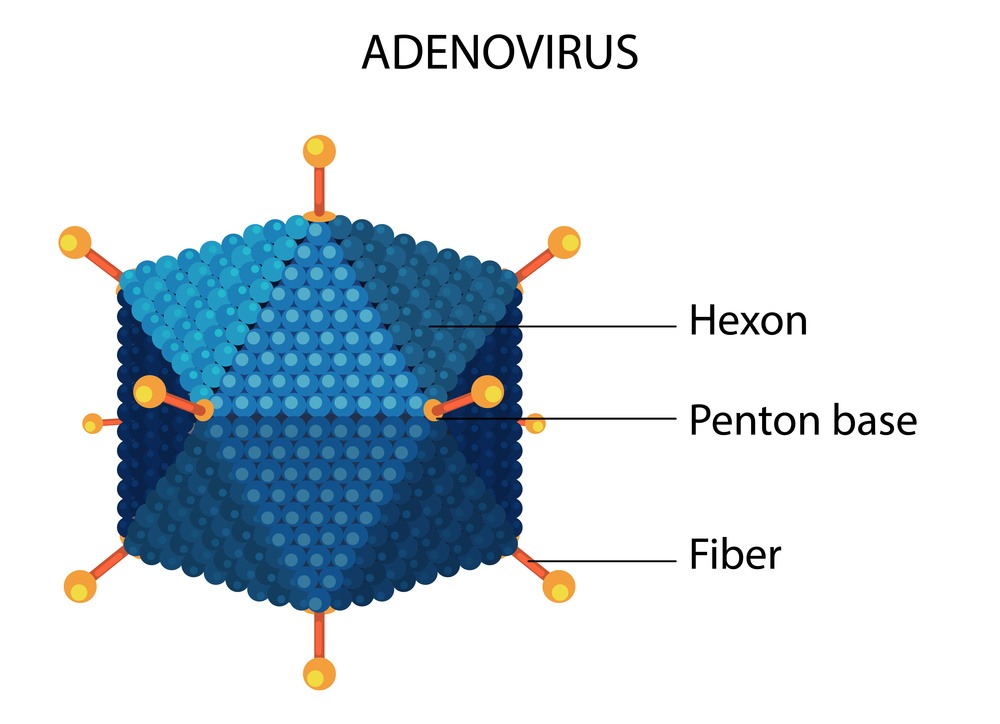 Adeno-Associated Virus (AAV).jpeg