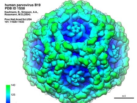 Human Parvovirus B19.jpeg