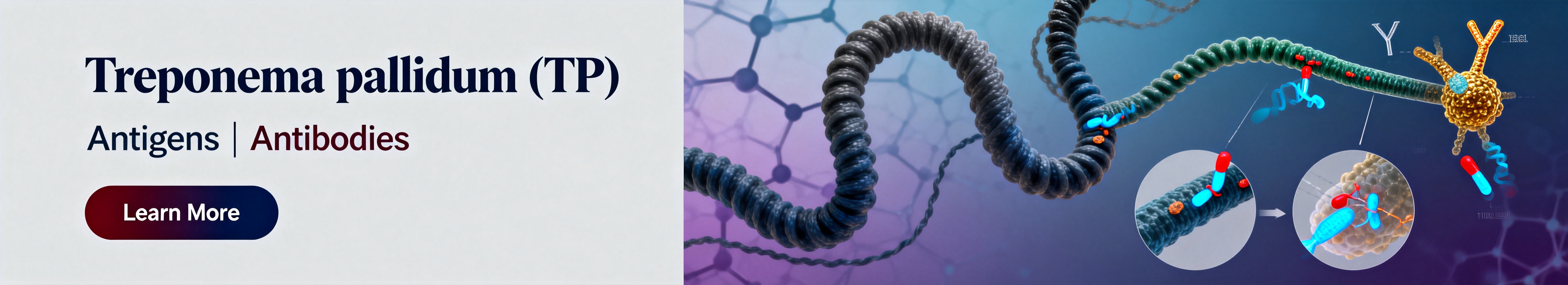 Treponema pallidum (TP).jpg