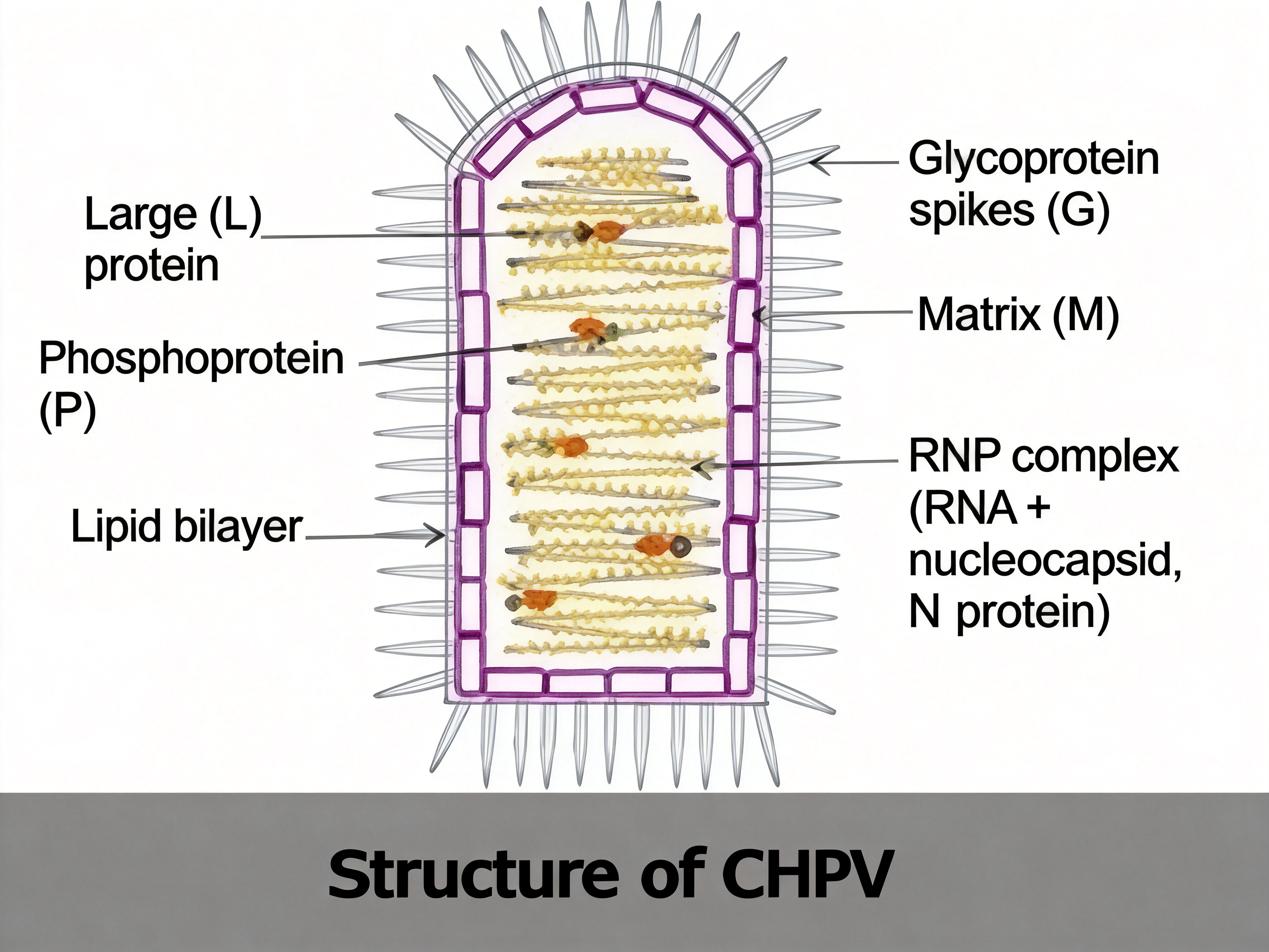 Chandipura virus（CHPV）.jpg