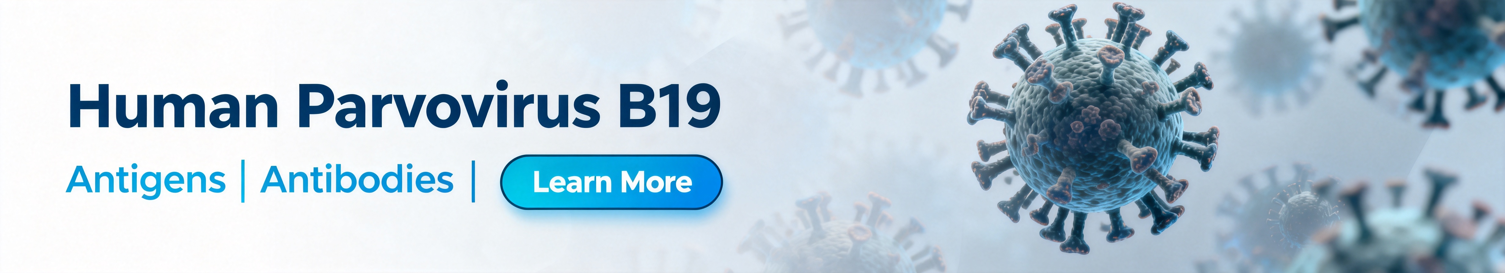 Human Parvovirus B19.jpg