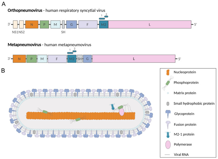 Human Metapneumovirus.jpg