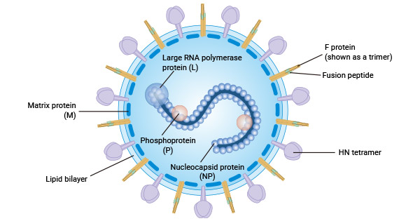 Parainfluenza virus 5.jpg