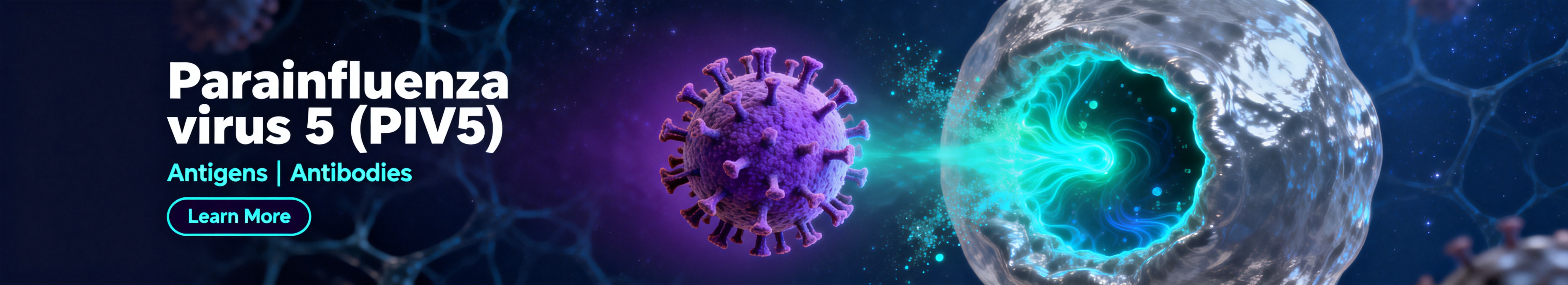 Parainfluenza virus 5.jpg