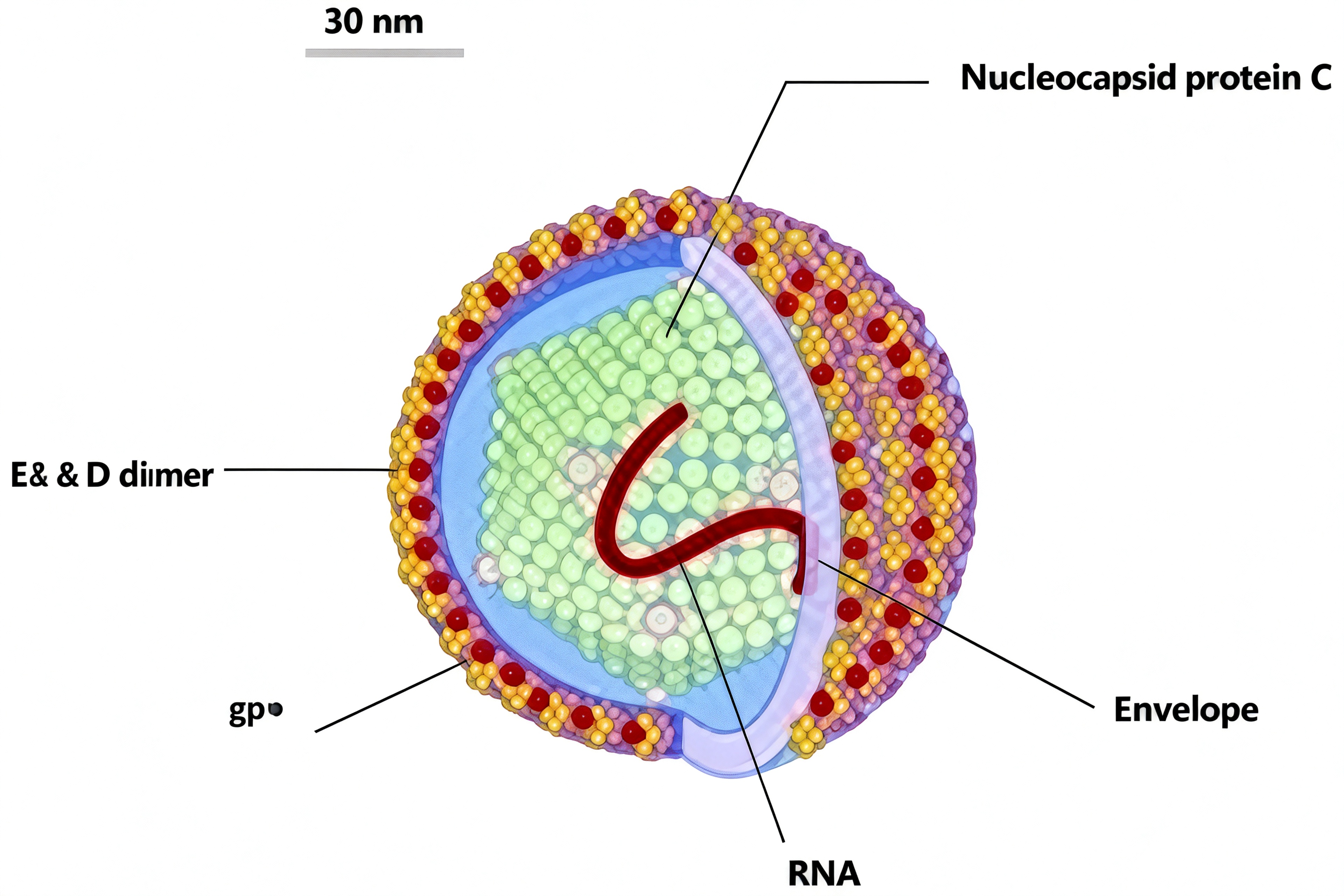 Bovine viral diarrhea virus（BVDV）.jpg