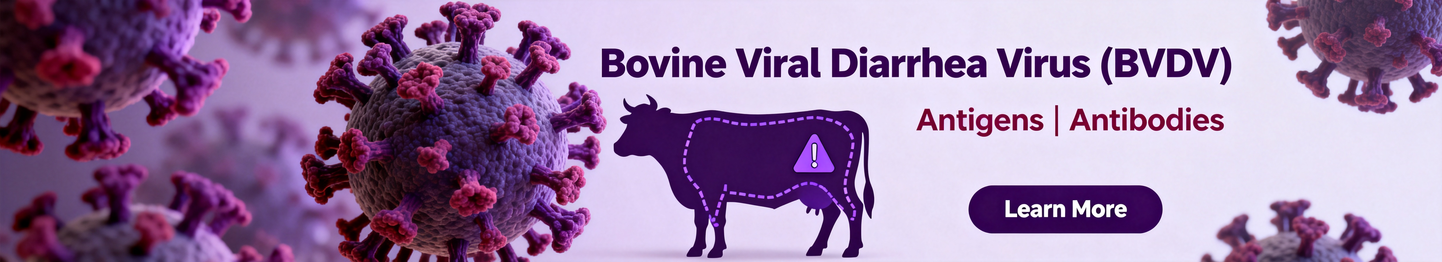Bovine viral diarrhea virus（BVDV）.jpg