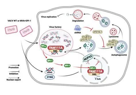 Vaccinia Virus (VACV).jpg