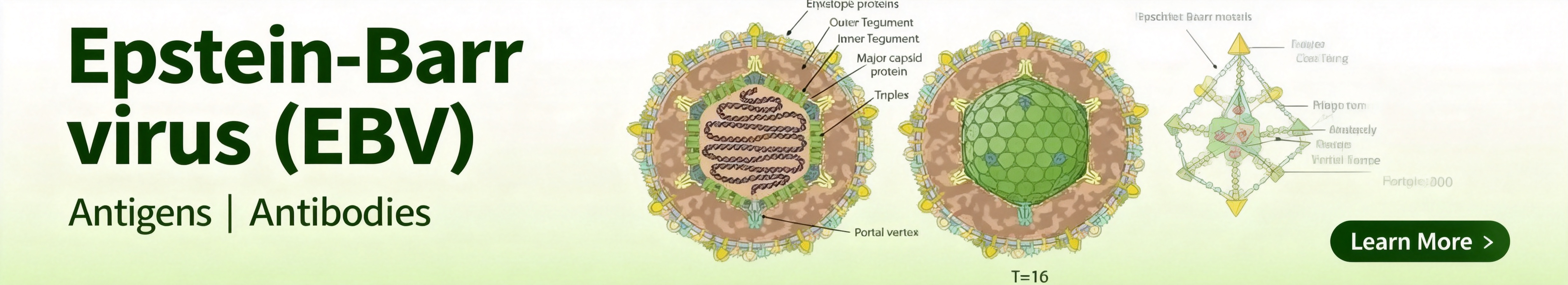Epstein-Barr virus.jpg