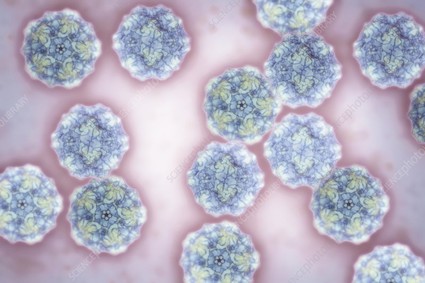 Canine parvovirus（CPV）.jpg