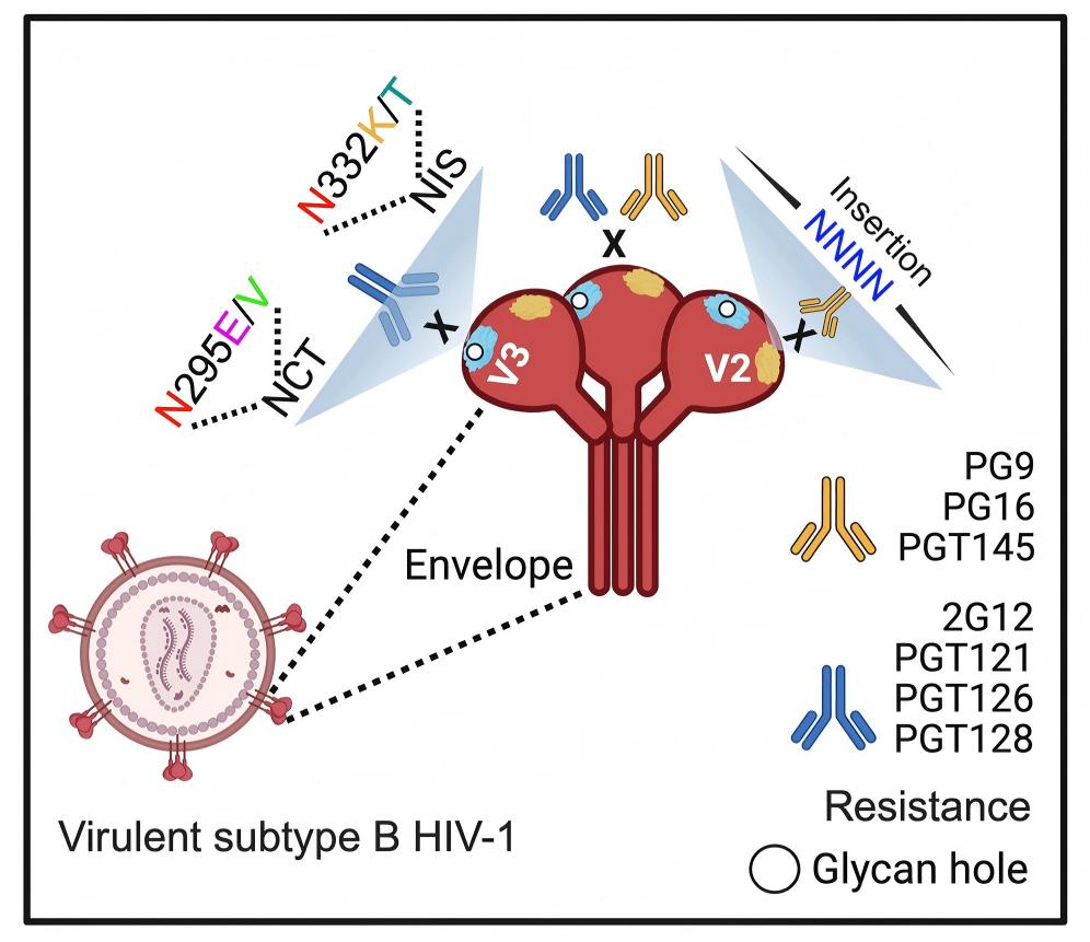 Human Immunodeficiency Virus (HIV).jpg
