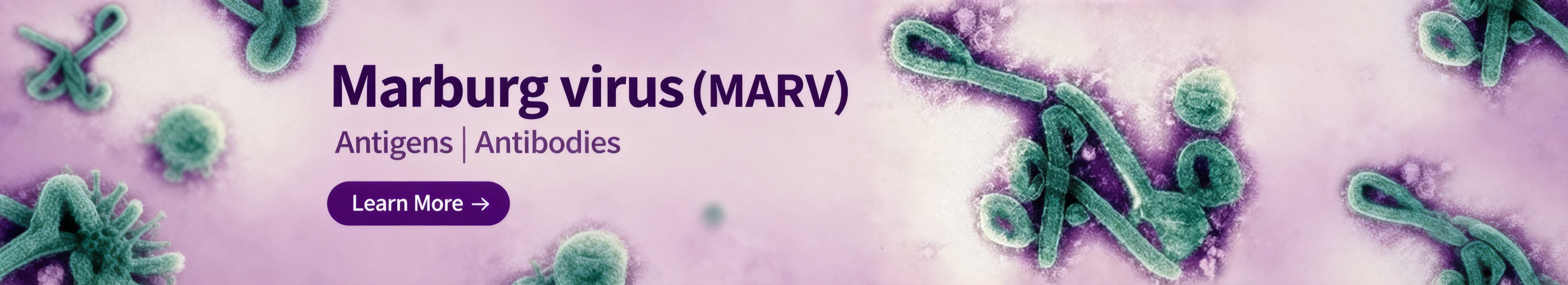 Marburg virus（MARV）