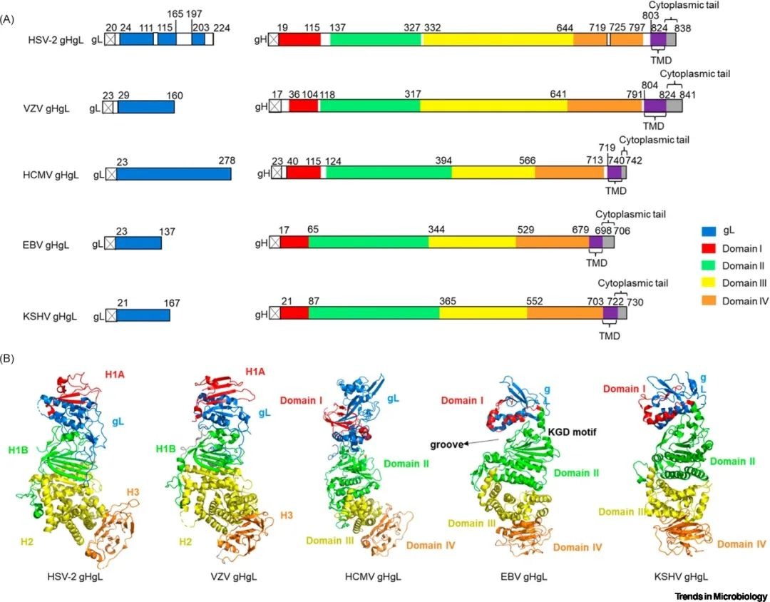 Human Herpesvirus (HHV/HCMV)