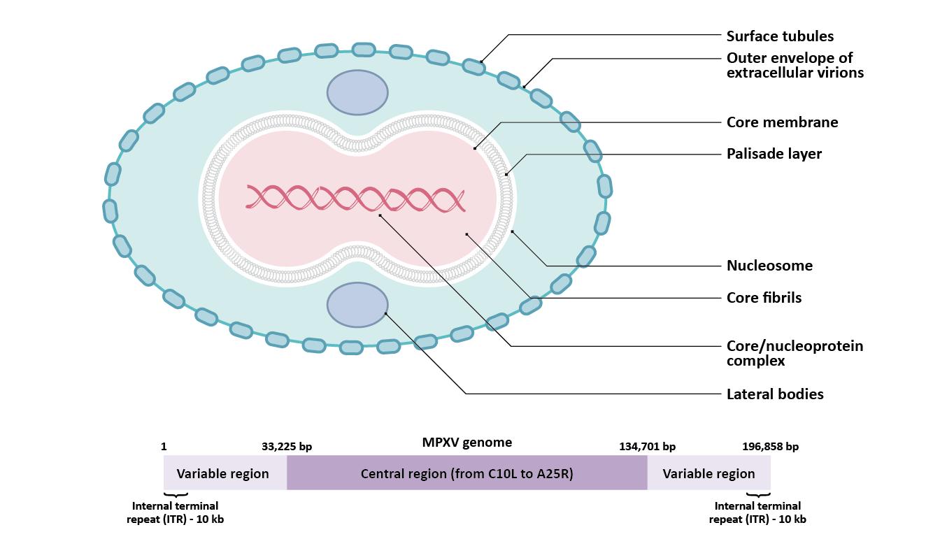 Monkeypox virus