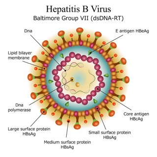 Hepatitis B Virus (HBV) Hepatitis B Virus (HBV)