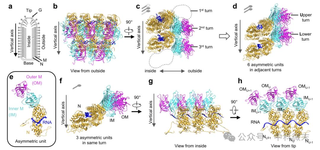 Vesicular Stomatitis Virus (VSV)