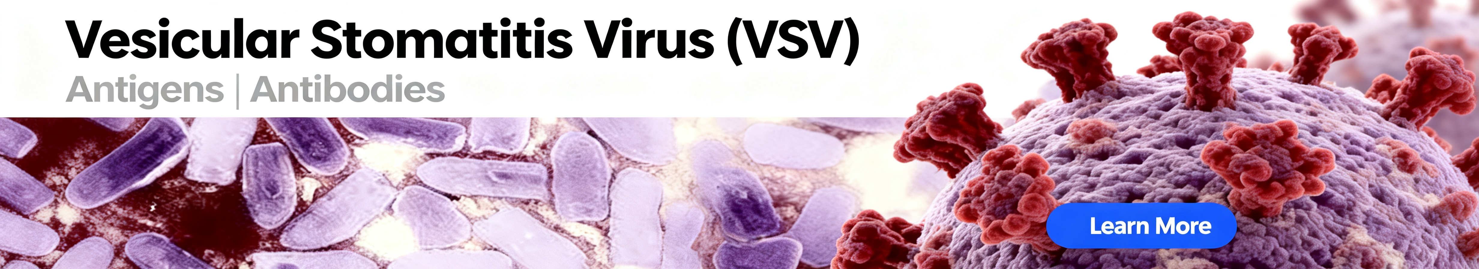Vesicular Stomatitis Virus (VSV)