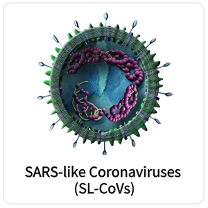SARS-like Coronaviruses (SL-CoVs)