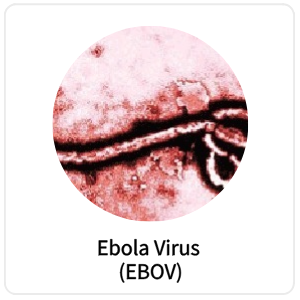 Ebola Virus (EBOV)