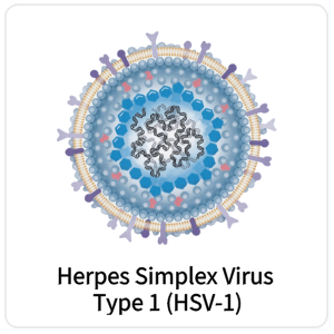 Herpes Simplex Virus Type 1 (HSV-1)