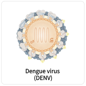 Dengue virus (DENV)
