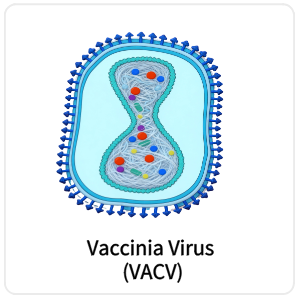 Vaccinia Virus (VACV)