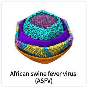 African swine fever virus (ASFV)
