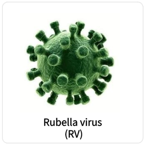 Rubella virus (RV)