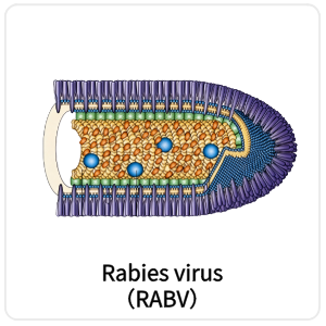 Rabies virus（RABV）