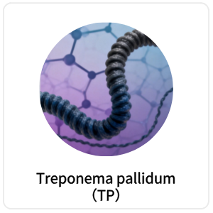 Treponema pallidum（TP）