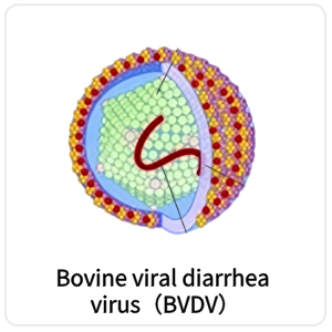 Bovine viral diarrhea virus（BVDV）