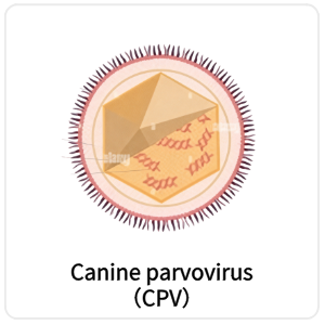 Canine parvovirus（CPV）