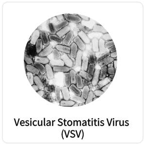 Vesicular Stomatitis Virus (VSV)