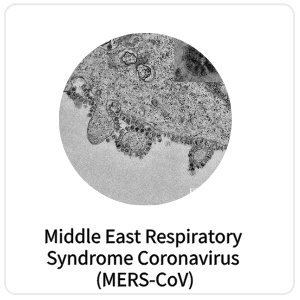Middle East Respiratory Syndrome Coronavirus (MERS-CoV)