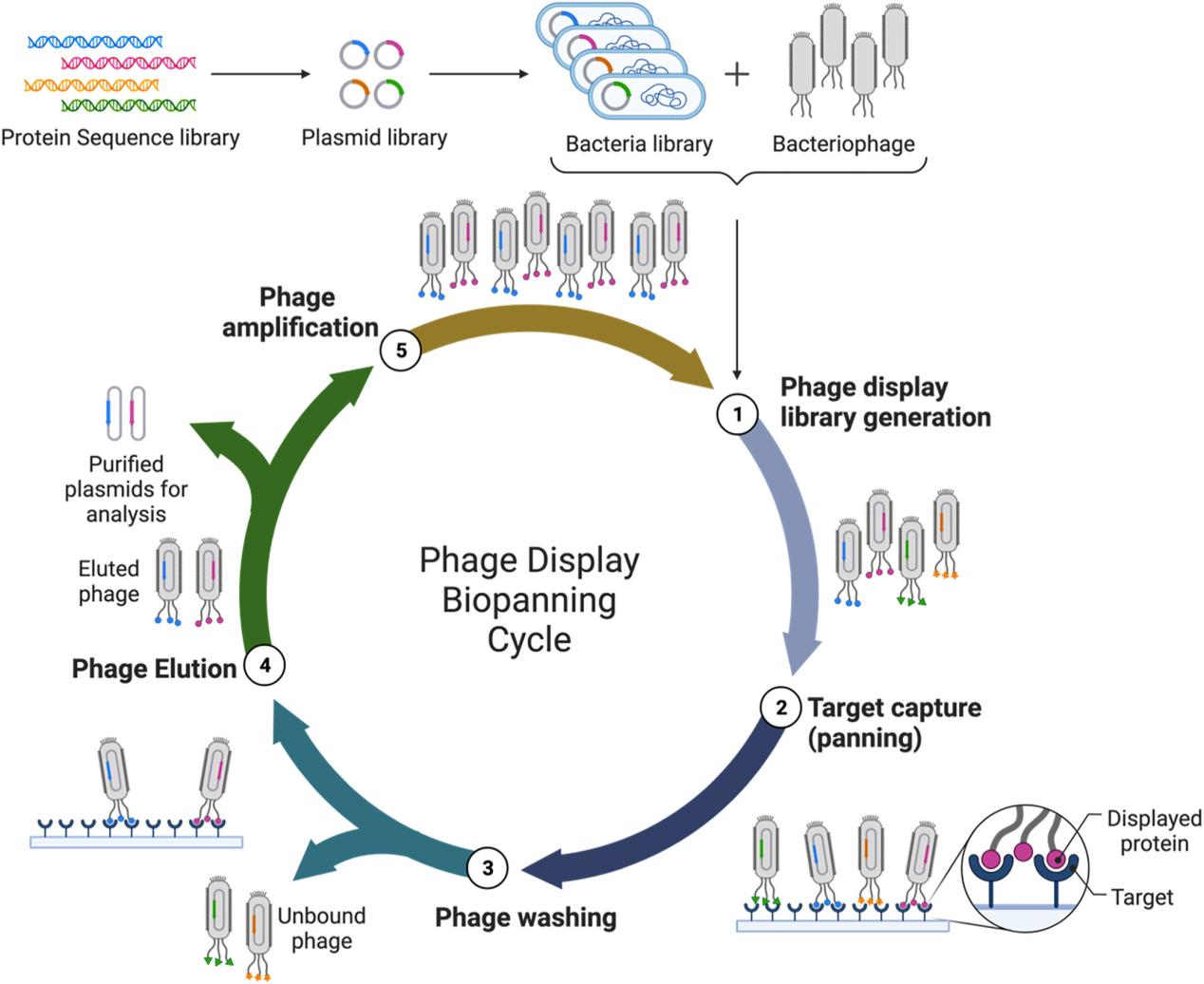 Phage Display Platform Services