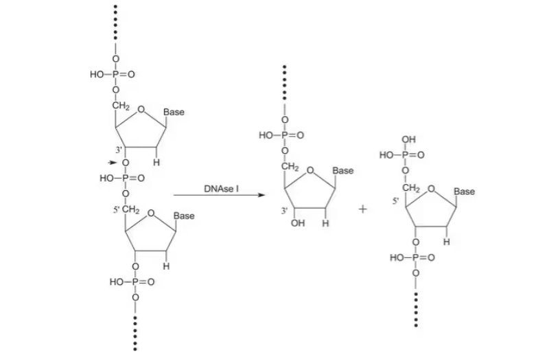 46-DN25.jpg